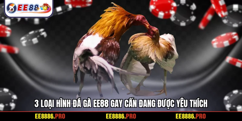 3 Loại hình đá gà EE88 gay cấn đang được yêu thích