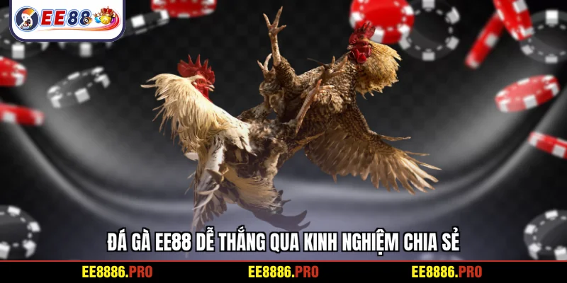 Đá gà EE88 dễ thắng qua kinh nghiệm chia sẻ