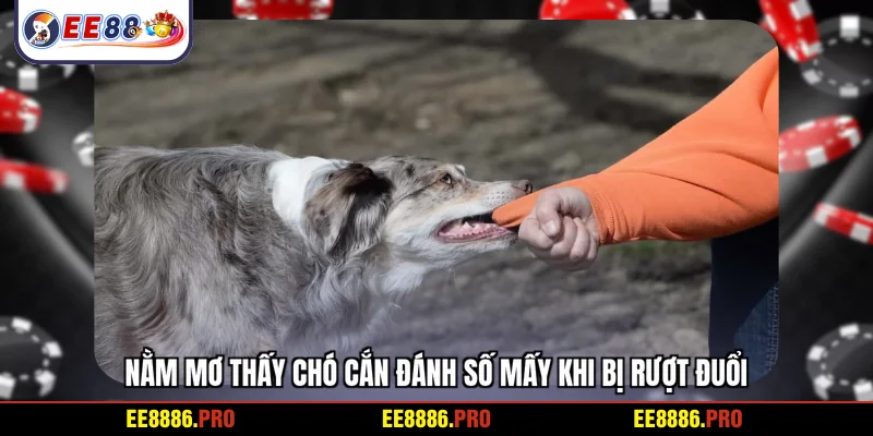 Nằm mơ thấy chó cắn đánh số mấy khi bị rượt đuổi